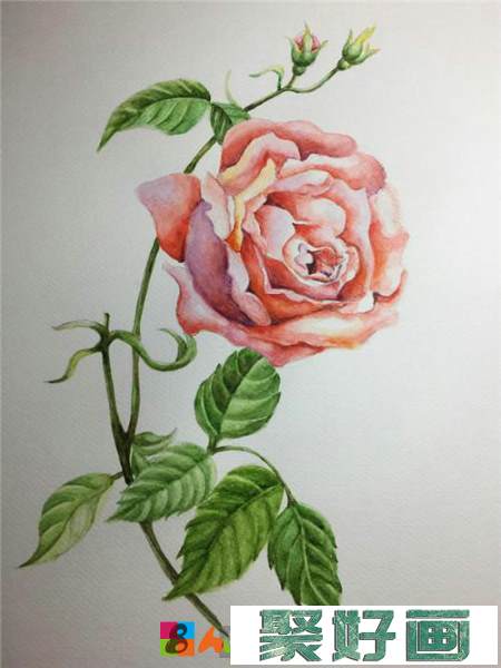 怒放的玫瑰花水彩画