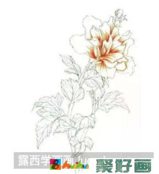 彩铅画木槿花
