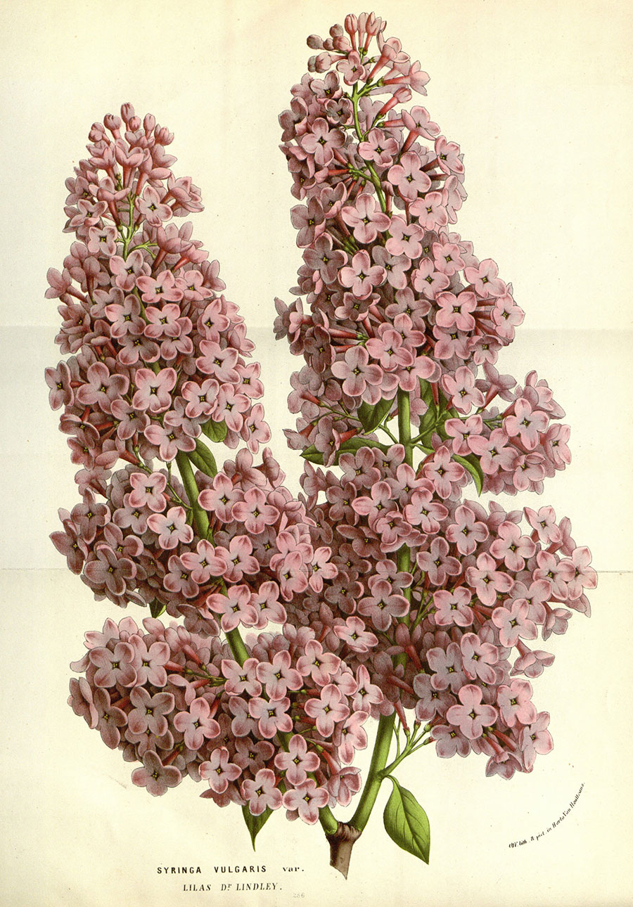 欧式植物标本画  花卉标本装饰画: 紫丁香