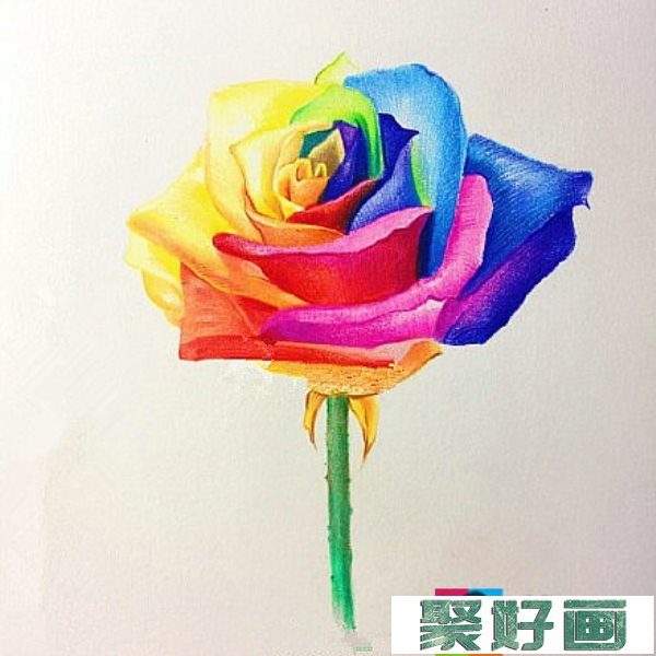 花怎么画?玫瑰花彩铅画教程