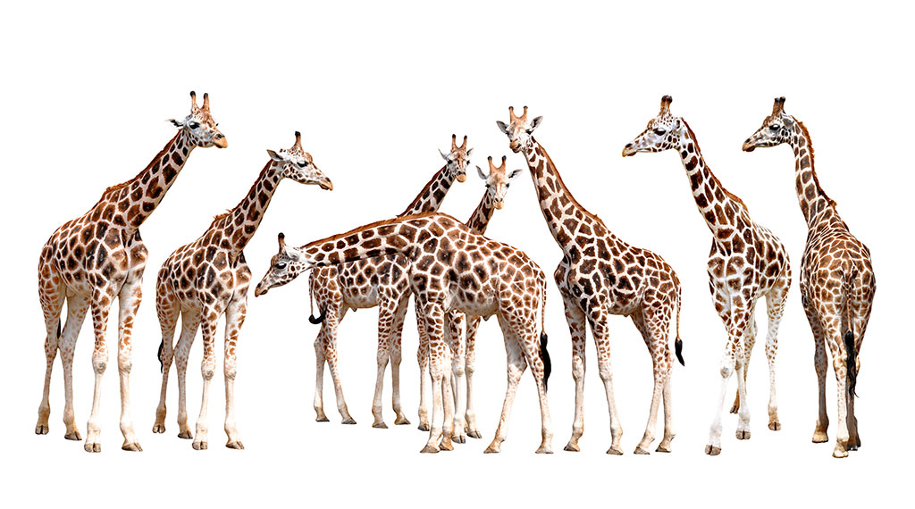 高清动物画精品 : 长颈鹿一家  长颈鹿装饰画
