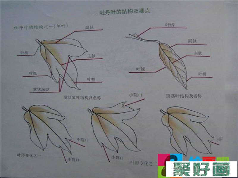 国画牡丹技法教程