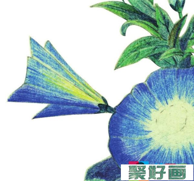 牵牛花彩铅画法是什么