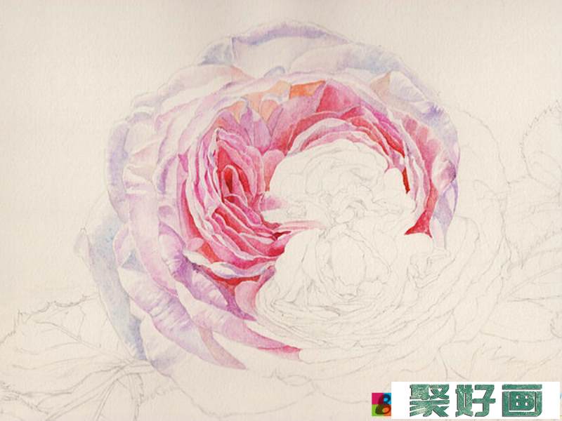 英国玫瑰水彩画法 (4)