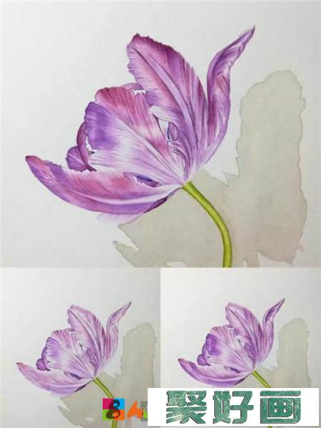 紫色郁金香水彩画