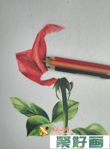 彩铅玫瑰花的画法