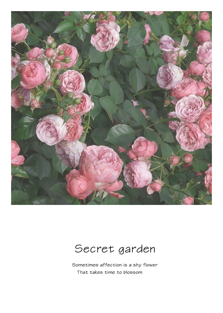 花园里的玫瑰花摄影图片 A