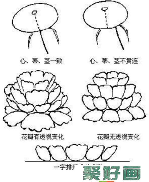 初学者如何画国画牡丹