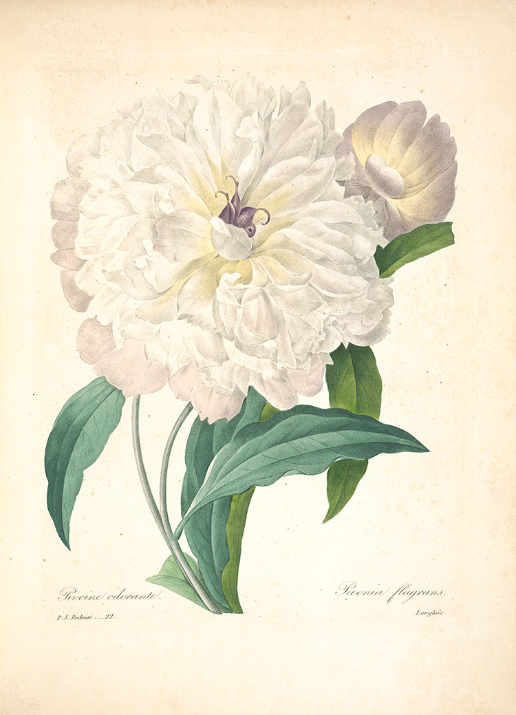 约瑟夫·雷杜德花卉图鉴: 白色玫瑰花水彩画下载