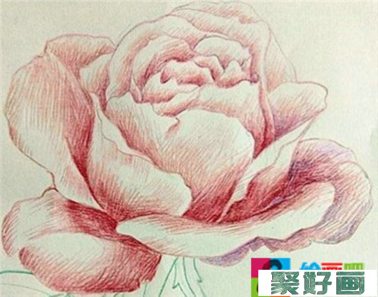 彩铅画花卉绘画教程：月季花