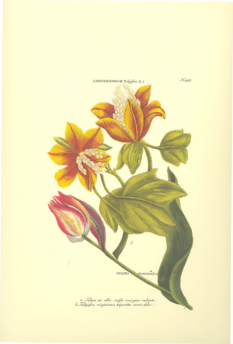 花卉圣经: 高清植物图鉴-花卉圣经图谱, 花卉水彩画素材下载 A
