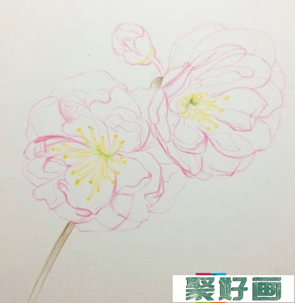 如何用彩铅画樱花？十五分钟学会画彩铅樱花
