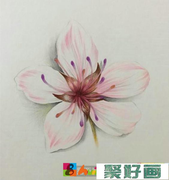 一朵樱花彩铅画