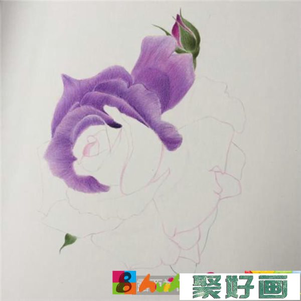 别样的月季花彩铅画