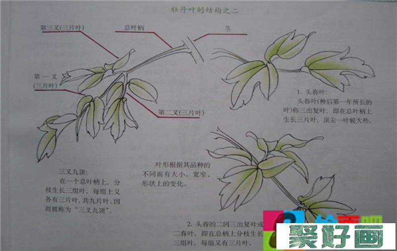 国画牡丹技法教程