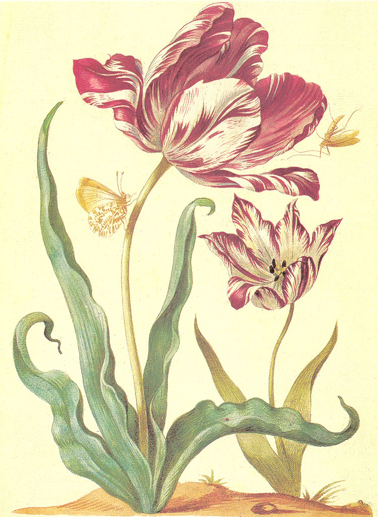 约瑟夫·雷杜德: 花卉圣经花卉图谱：郁金香水彩画