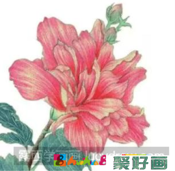 彩铅画木槿花