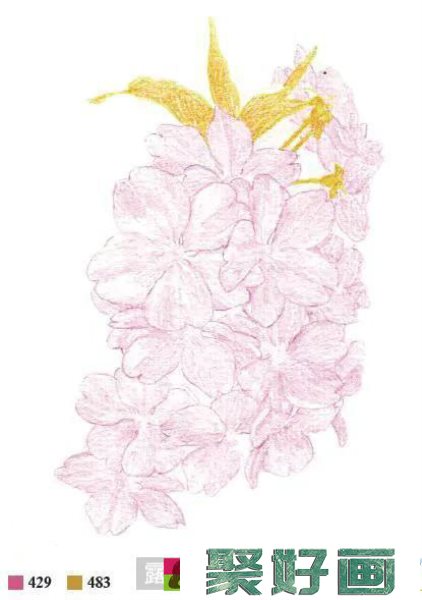 彩铅樱花画法教程