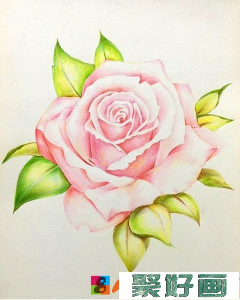 粉玫瑰彩铅画