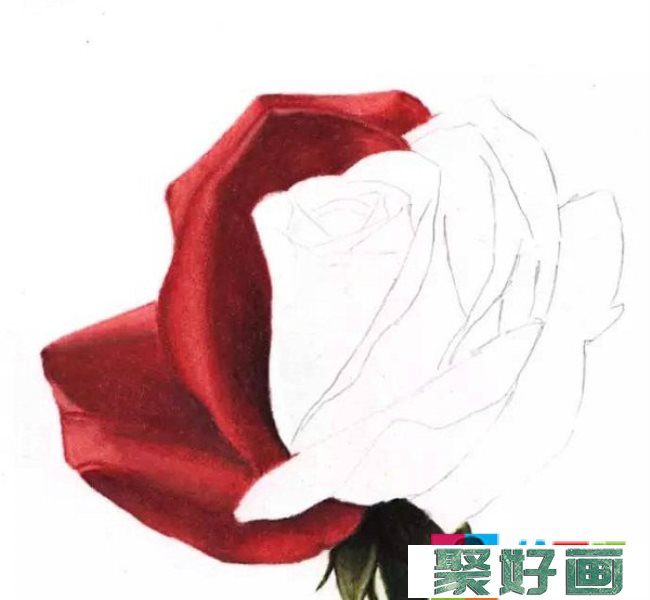 彩铅画 红玫瑰20