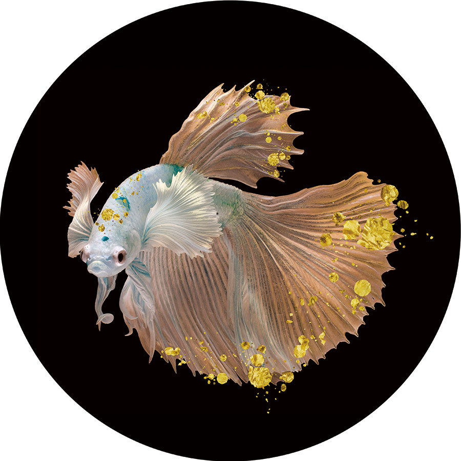 三联晶瓷画素材: 热带金鱼装饰画欣赏 A