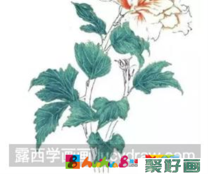 彩铅画木槿花