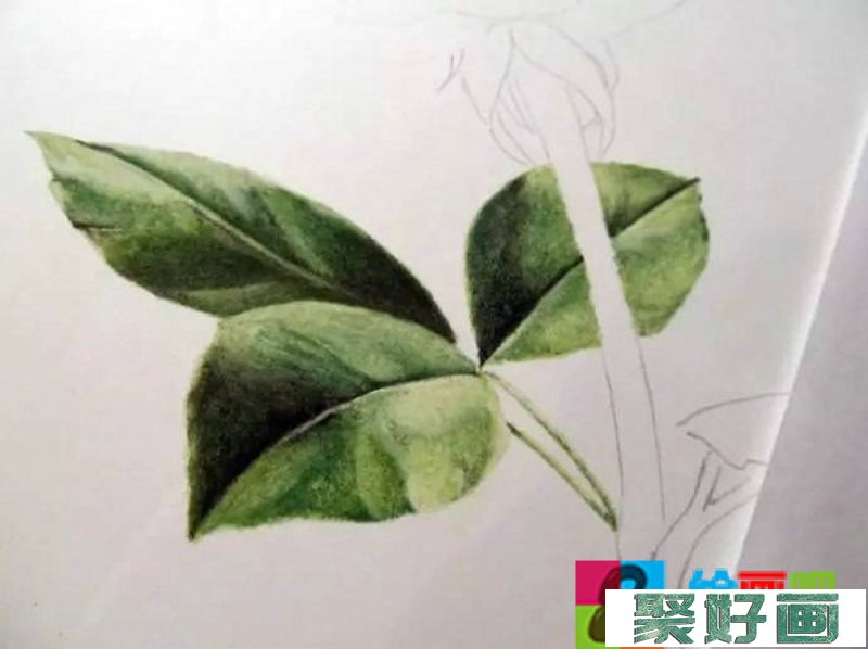 彩铅画 红玫瑰12