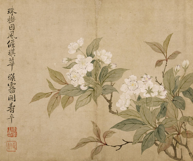 清 恽寿平 花卉图册之三· 梨花国画欣赏