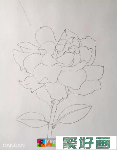 彩铅画栀子花