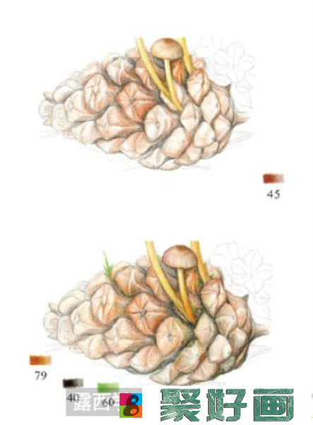 怎么画松果菌