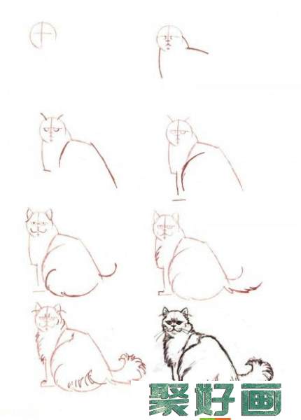 猫咪速写教程