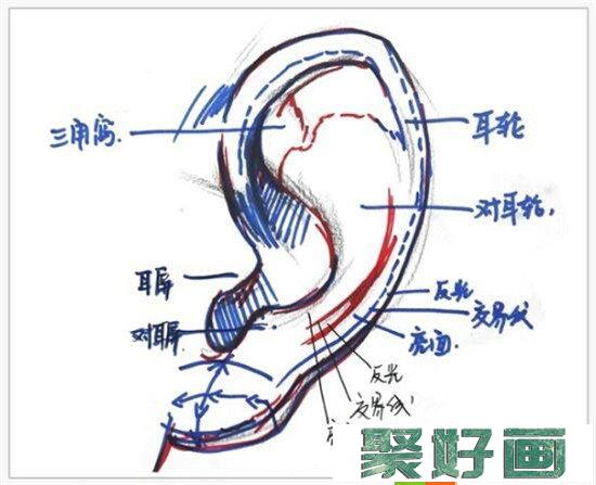 素描入门：素描耳朵画法的精讲教程