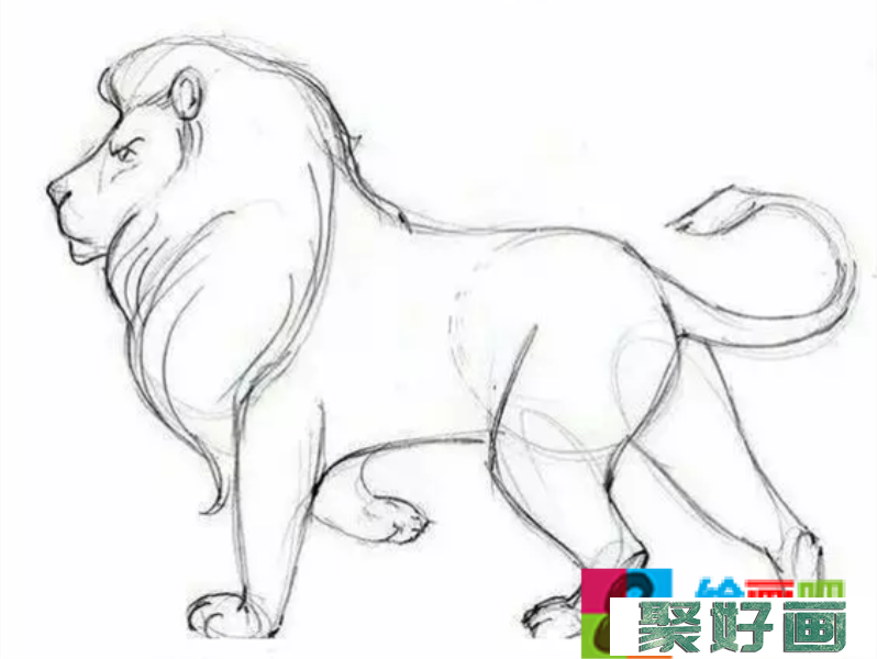 狮子速写画法