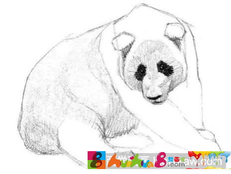 素描画大熊猫