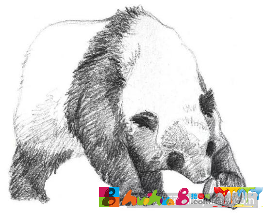 素描画大熊猫