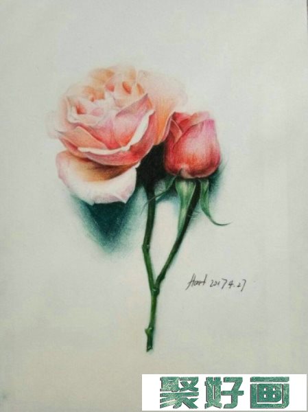 一枝精美的玫瑰花彩铅画画法教程图片 玫瑰花彩铅上色过程步骤图片_www.youyix.com