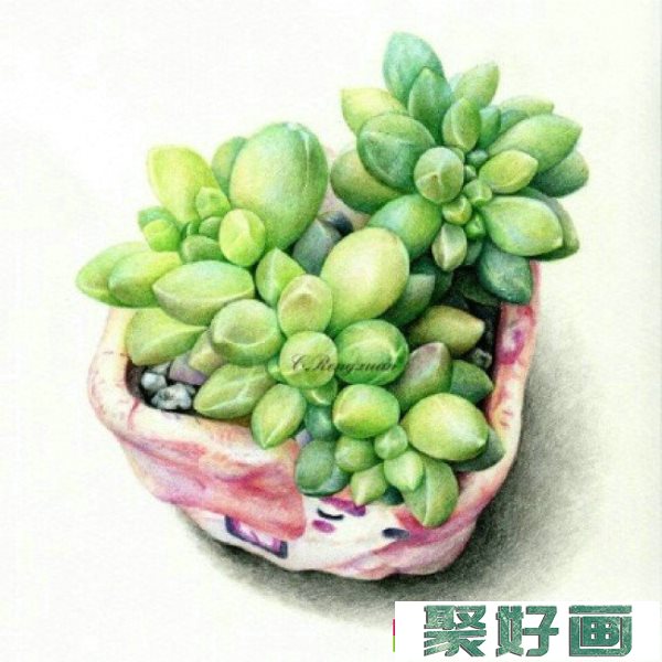 一组超美多肉植物彩铅作品图片 逼真精美的多肉彩铅画图片_www.youyix.com