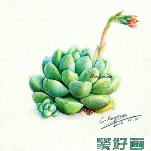 一组超美多肉植物彩铅作品图片 逼真精美的多肉彩铅画图片_www.youyix.com