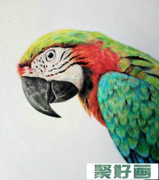 精美逼真的鹦鹉彩铅上色绘画教程图片 带上色步骤演示_www.youyix.com