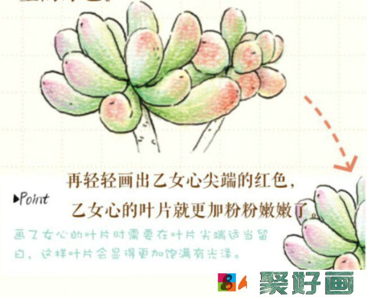 多肉植物彩铅画画法 多肉植物小盆栽怎么画 简单教程_www.youyix.com