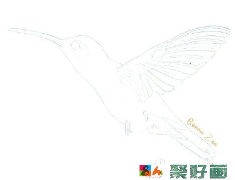 超美蜂鸟彩铅画手绘教程图片 蜂鸟怎么画 彩铅上色步骤 画法_www.youyix.com