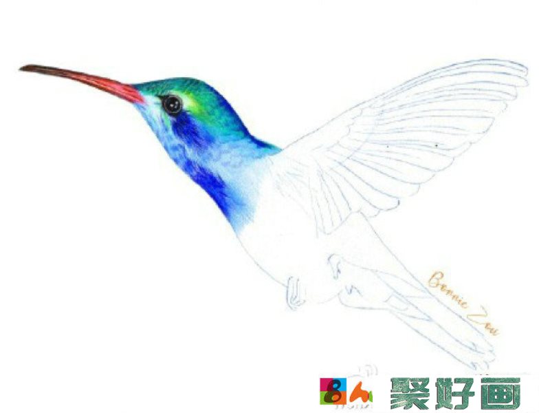 超美蜂鸟彩铅画手绘教程图片 蜂鸟怎么画 彩铅上色步骤 画法_www.youyix.com