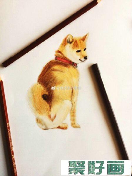 简单的柴犬狗彩铅画画法手绘教程图片 柴犬的画法 柴犬彩铅怎么画_www.youyix.com