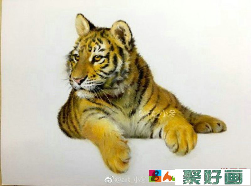 老虎的彩铅画图片 老虎的彩铅画上色过程教程步骤 带线稿_www.youyix.com
