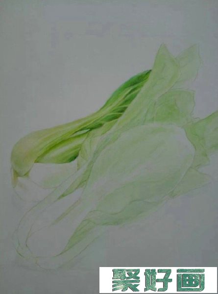 两颗逼真的大白菜彩铅画图片 青菜彩铅手绘教程 白菜的画法 白菜怎么画_www.youyix.com