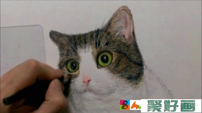 【视频】瞪着眼睛超可爱网红猫咪彩铅画手绘视频教程 喵星人彩铅画图片_www.youyix.com