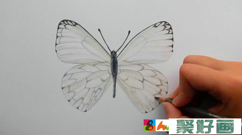 【视频】很简单的蝴蝶彩铅手绘视频教程 蝴蝶的画法 简单的蝴蝶怎么画_www.youyix.com