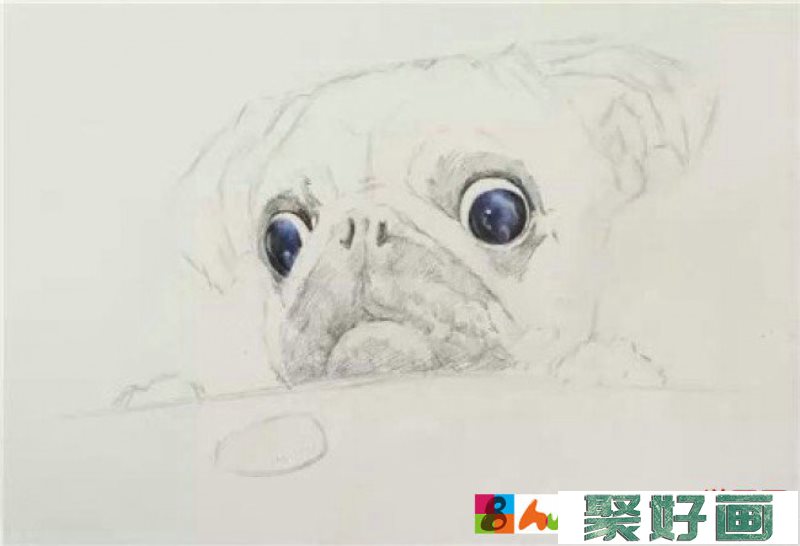沙皮狗彩铅画手绘教程图片步骤 沙皮狗怎么画 沙皮狗的画法_www.youyix.com
