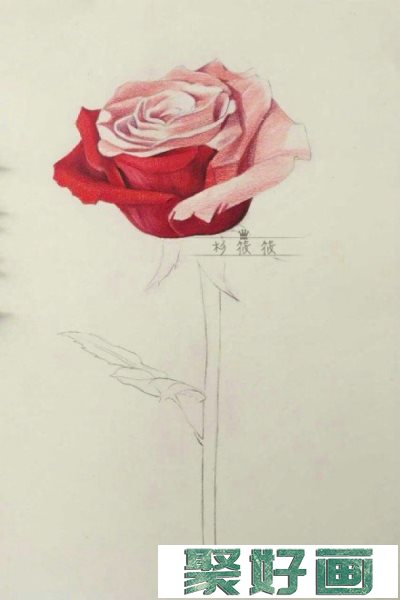 一枝红色玫瑰花彩铅画教程手绘图片 单枝红色玫瑰花怎么画 唯美逼真画法_www.youyix.com