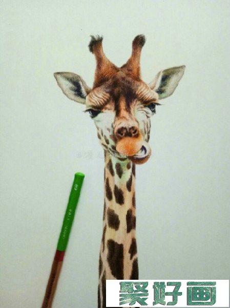 可爱逼真长颈鹿彩铅画手绘教程图片 长颈鹿彩铅怎么画 长颈鹿的画法_www.youyix.com